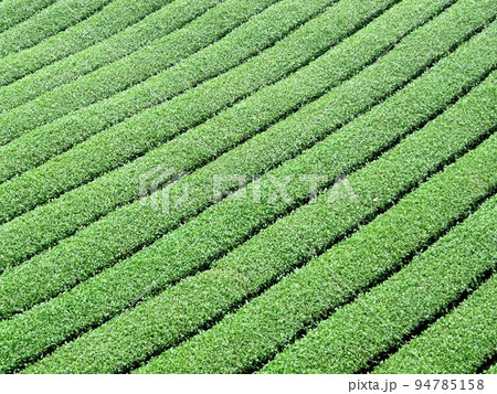 阿里山 南投 玉山 94785158