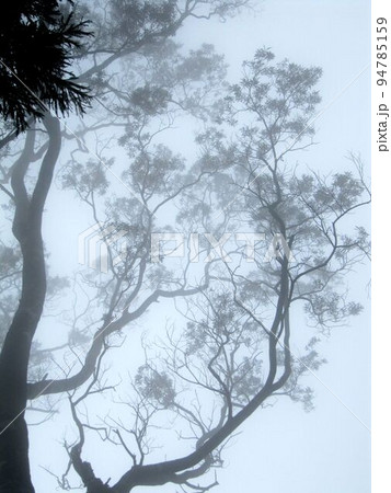 阿里山 南投 玉山 94785159