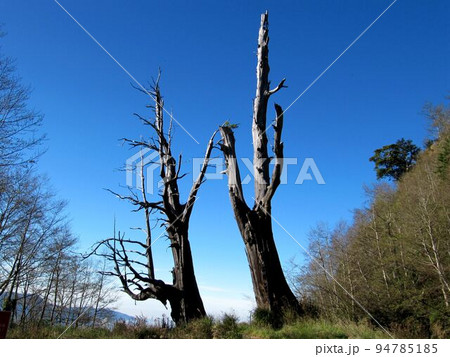 阿里山 南投 玉山 94785185