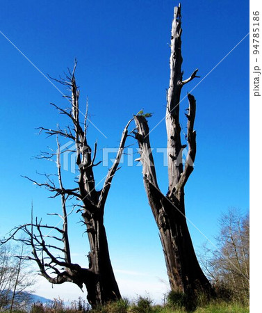 阿里山 南投 玉山 94785186