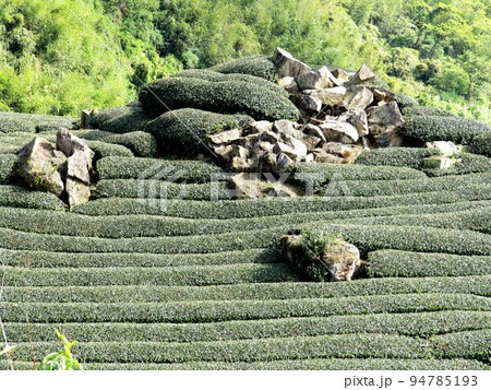 阿里山 南投 玉山 94785193