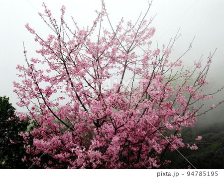 阿里山 南投 玉山 94785195