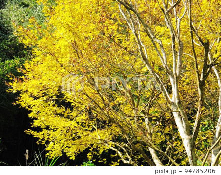 阿里山 南投 玉山 94785206