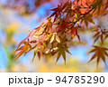 モミジの種子　色鮮やかな秋のシーン　紅葉モミジの背景素材　トリミングアップ 94785290