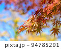モミジの種子　色鮮やかな秋のシーン　紅葉モミジの背景素材　 94785291