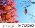 秋の訪れを感じる樹に残る葉っぱ　赤い落葉樹の葉 94785292