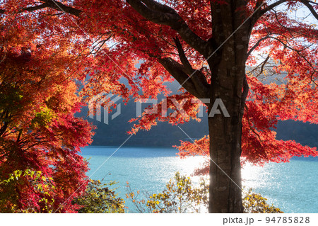 丹沢湖の紅葉 94785828