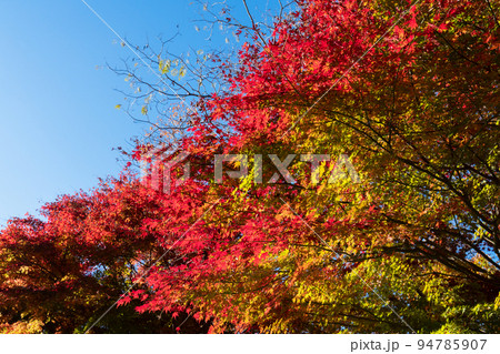 丹沢湖の紅葉 丹沢湖の紅葉 94785907