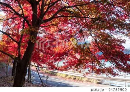 丹沢湖の紅葉 丹沢湖の紅葉 94785909