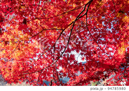 丹沢湖の紅葉 丹沢湖の紅葉 94785980