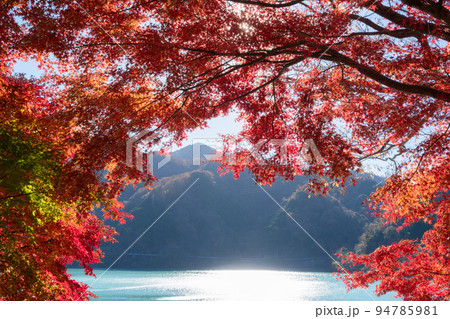 丹沢湖の紅葉 94785981