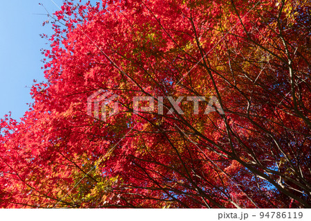 丹沢湖の紅葉 94786119