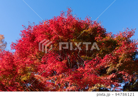 丹沢湖の紅葉 94786121