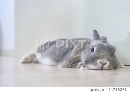 寝そべっているうさぎ 94786271