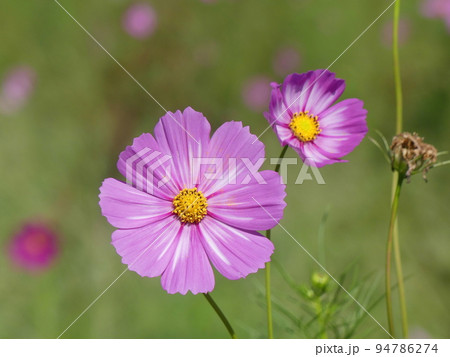 花の国 コスモス　Cosmos 94786274