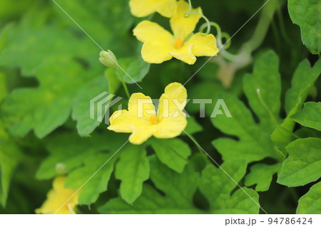 ツルレイシ（ゴーヤ）の花 94786424