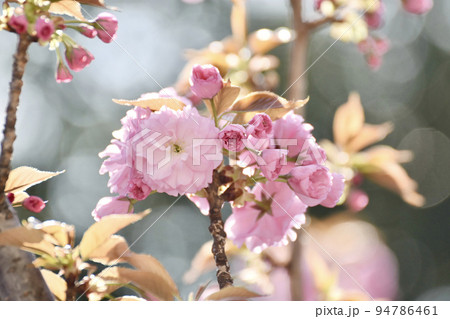八重桜 八重桜 94786461