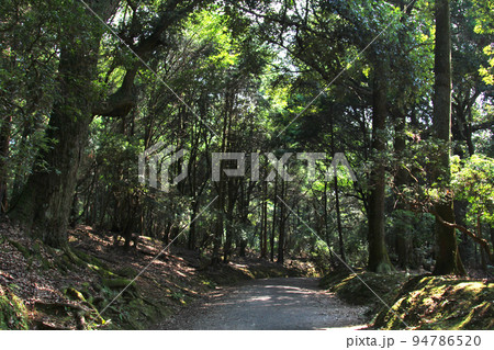 春日大社　奈良県　奈良春日大社　朱塗り回廊　本殿　 94786520
