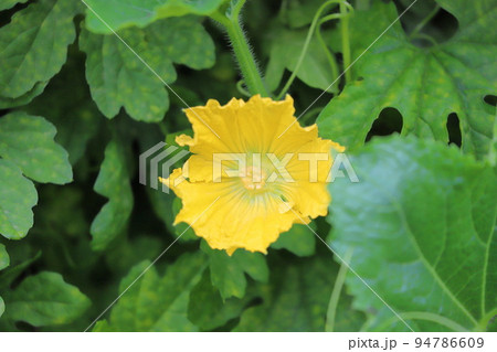 南瓜（かぼちゃ）の花 94786609
