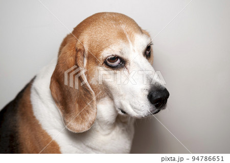 不機嫌なビーグル犬 94786651