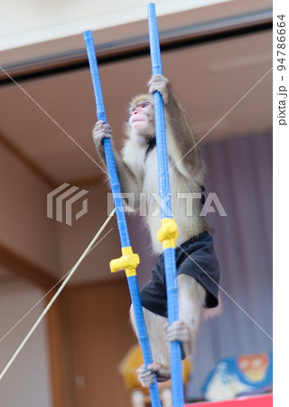 曲芸(竹馬)をする猿 94786664