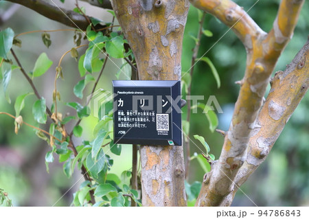 花梨（カリン）の木 94786843