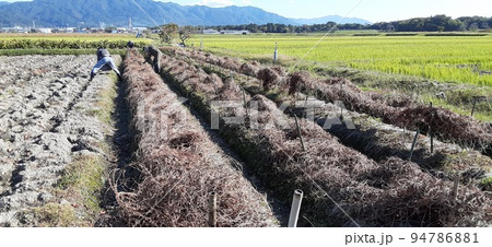 秦荘山芋の畑 94786881