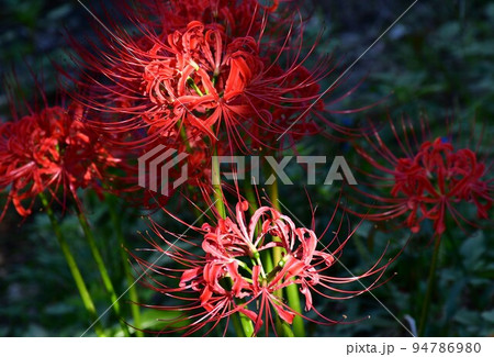 矢勝川沿いの彼岸花 矢勝川沿いの彼岸花 94786980