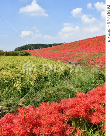 矢勝川沿いの彼岸花 矢勝川沿いの彼岸花 94786992