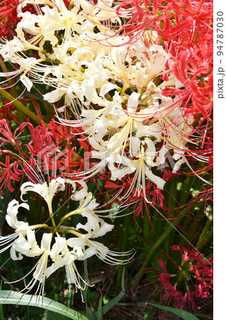 矢勝川沿いの彼岸花 94787030