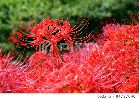 矢勝川沿いの彼岸花 94787040