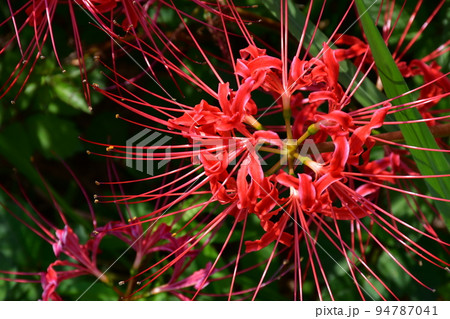 矢勝川沿いの彼岸花 矢勝川沿いの彼岸花 94787041