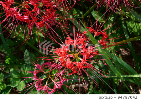 矢勝川沿いの彼岸花 矢勝川沿いの彼岸花 94787042
