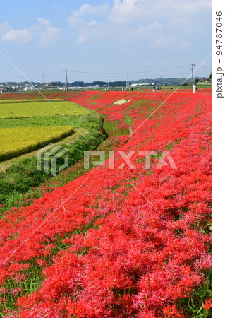 矢勝川沿いの彼岸花 矢勝川沿いの彼岸花 94787046