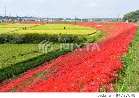 矢勝川沿いの彼岸花 94787049