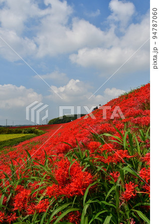 矢勝川沿いの彼岸花 94787060
