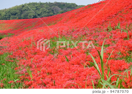 矢勝川沿いの彼岸花 94787070