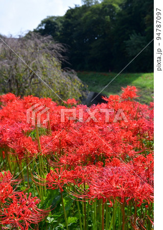 矢勝川沿いの彼岸花 94787097