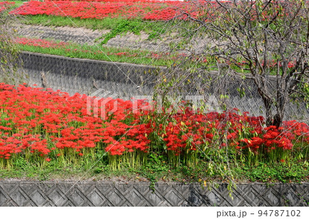 矢勝川沿いの彼岸花 94787102