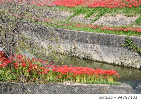 矢勝川沿いの彼岸花 94787103