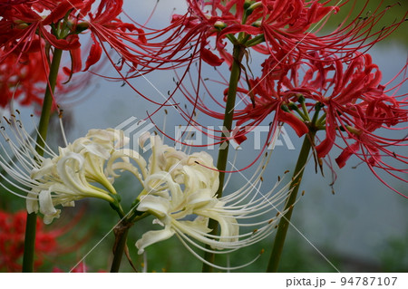 矢勝川沿いの彼岸花 矢勝川沿いの彼岸花 94787107