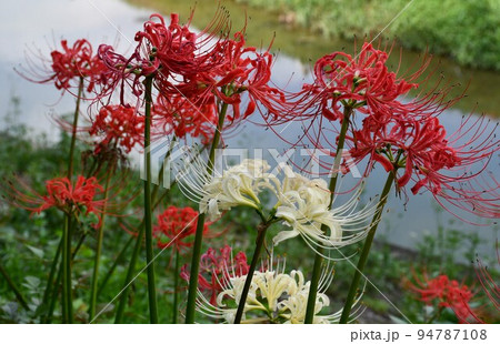 矢勝川沿いの彼岸花 94787108