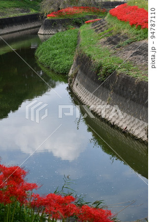 矢勝川沿いの彼岸花 94787110