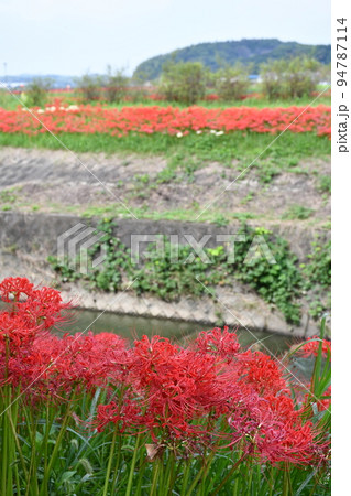 矢勝川沿いの彼岸花 矢勝川沿いの彼岸花 94787114