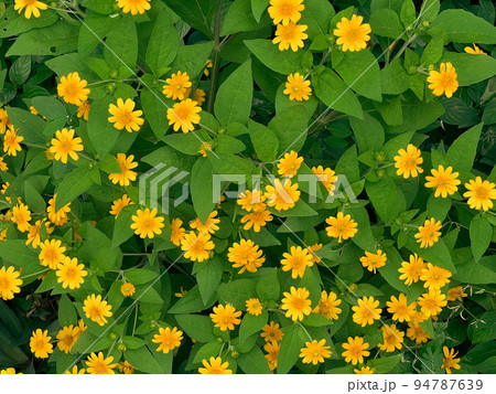 abstract stunning green leaf texture, tropical leaf foliage nature dark green background. 94787639