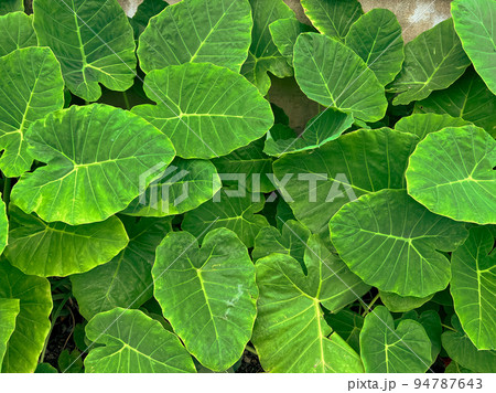 abstract stunning green leaf texture, tropical leaf foliage nature dark green background. abstract stunning green leaf texture, tropical leaf foliage nature dark green background. 94787643