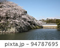 桜と国宝彦根城03 94787695