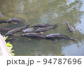国宝彦根城の鯉の群れ 94787696