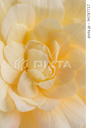 Macro of begonia flower head, close-of petals as background Macro of begonia flower head, close-of petals as background 94787717