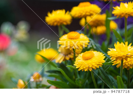 Gold everlasting flower in summer garden 94787718